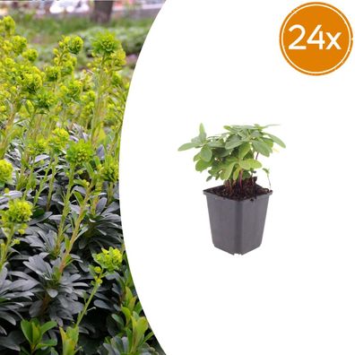 Euphorbia amygdal robbiae | 24 Stück - Ø9cm - 10-25cm - Gartenpflanze