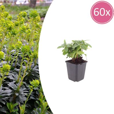 Euphorbia amygdal robbiae | 60 Stück - Ø9cm - 10-25cm - Gartenpflanze