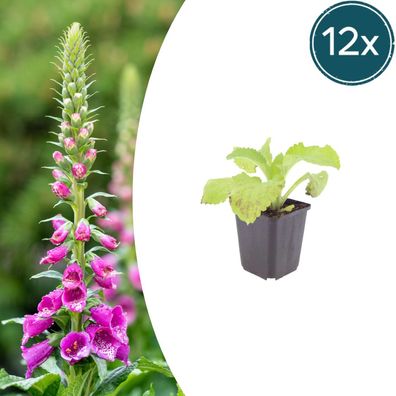 Digitalis purpurea | 12 Stück - Ø9cm - 10-25cm - Gartenpflanze