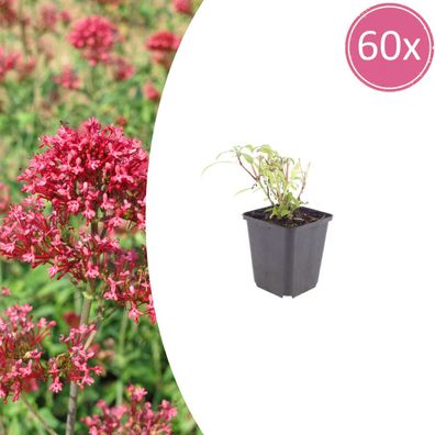 Centranthus ruber 'Coccineus' | 60 Stück - Ø9cm - 10-25cm - Gartenpflanze
