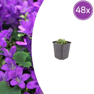 Campanula portenschlagiana | 48 Stück - Ø9cm - 10-25cm - Gartenpflanze