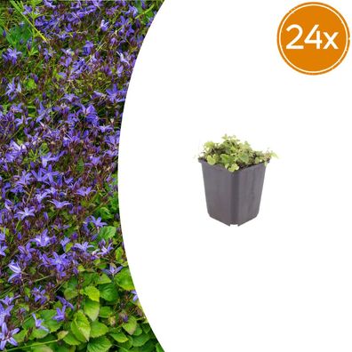 Campanula poscharskyana | 24 Stück - Ø9cm - 10-25cm - Gartenpflanze