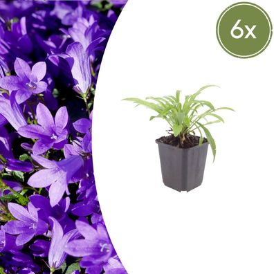 Campanula pers 'Coerulea' | 6 Stück - Ø9cm - 10-25cm - Gartenpflanze