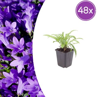 Campanula pers 'Coerulea' | 48 Stück - Ø9cm - 10-25cm - Gartenpflanze