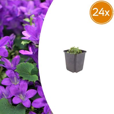 Campanula portenschlagiana | 24 Stück - Ø9cm - 10-25cm - Gartenpflanze