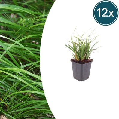 Carex morrowii | 12 Stück - Ø9cm - 10-25cm - Gartenpflanze