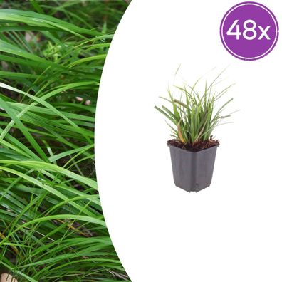Carex morrowii | 48 Stück - Ø9cm - 10-25cm - Gartenpflanze