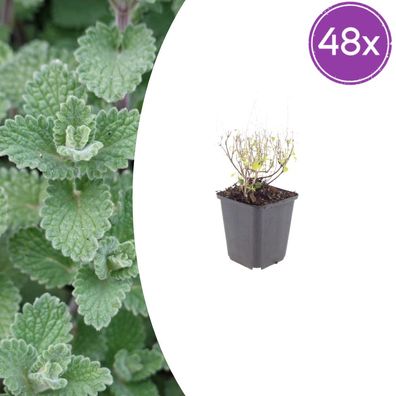 Calamintha n nepeta | 48 Stück - Ø9cm - 10-25cm - Gartenpflanze