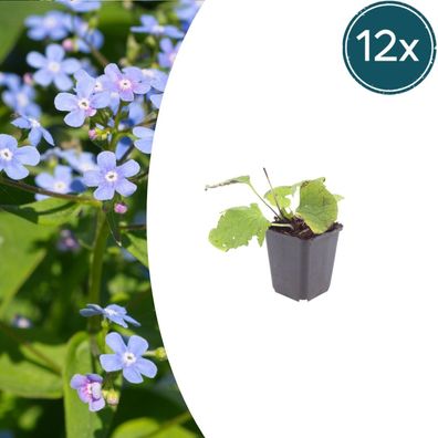 Brunnera macrophylla | 12 Stück - Ø9cm - 10-25cm - Gartenpflanze