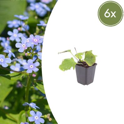 Brunnera macrophylla | 6 Stück - Ø9cm - 10-25cm - Gartenpflanze