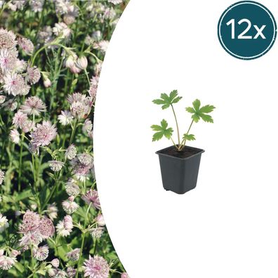 Astrantia major | 12 Stück - Ø9cm - 10-25cm - Gartenpflanze