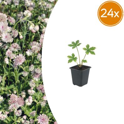 Astrantia major | 24 Stück - Ø9cm - 10-25cm - Gartenpflanze