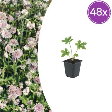 Astrantia major | 48 Stück - Ø9cm - 10-25cm - Gartenpflanze