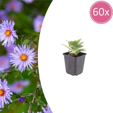 Aster frikartii 'Monch' | 60 Stück - Ø9cm - 10-25cm - Gartenpflanze
