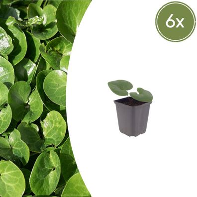 Asarum europaeum | 6 Stück - Ø9cm - 10-25cm - Gartenpflanze