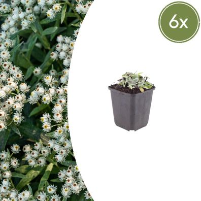 Anaphalis triplinervis | 6 Stück - Ø9cm - 10-25cm - Gartenpflanze