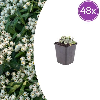 Anaphalis triplinervis | 48 Stück - Ø9cm - 10-25cm - Gartenpflanze