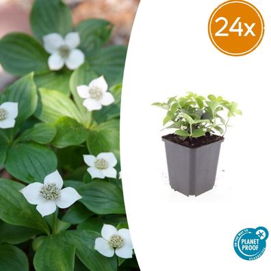 Cornus canadensis | 24 Stück - Ø9cm - 10-25cm - Gartenpflanze