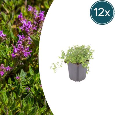 Thymus serpyllum | 12 Stück - Ø9cm - 10-25cm - Gartenpflanze