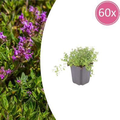 Thymus serpyllum | 60 Stück - Ø9cm - 10-25cm - Gartenpflanze