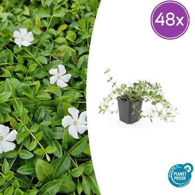 Vinca minor 'Gertrude Jekyll' | 48 Stück - Ø9cm - 10-25cm - Gartenpflanze