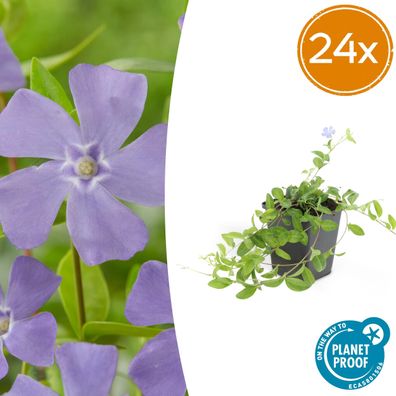 Vinca minor 'La Grave' | 24 Stück - Ø9cm - 10-25cm - Gartenpflanze