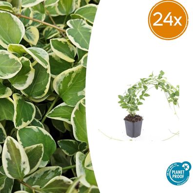 Vinca major 'Variegata' | 24 Stück - Ø9cm - 10-25cm - Gartenpflanze