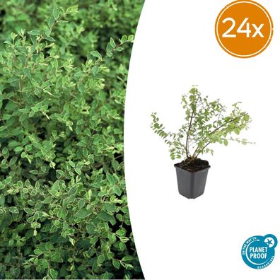 Symphoricarpos ch 'Hancock' | 24 Stück - Ø9cm - 10-25cm - Gartenpflanze
