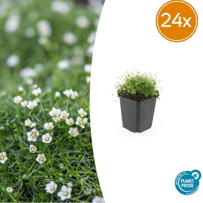 Sagina subulata | 24 Stück - Ø9cm - 10-25cm - Gartenpflanze