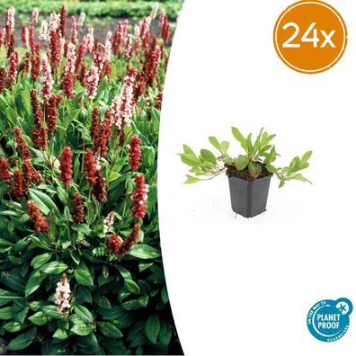 Persicaria aff 'Darjeeling Red' | 24 Stück - Ø9cm - 10-25cm - Gartenpflanze