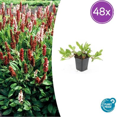 Persicaria aff 'Darjeeling Red' | 48 Stück - Ø9cm - 10-25cm - Gartenpflanze