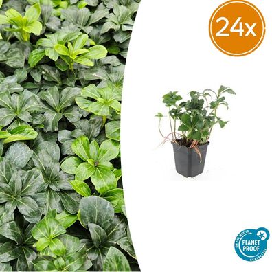 Pachysandra term Green Sheen' | 24 Stück - Ø9cm - 10-25cm - Gartenpflanze