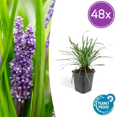 Liriope muscari 'Big Blue' | 48 Stück - Ø9cm - 10-25cm - Gartenpflanze