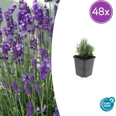Lavandula ang 'Dwarf Blue' | 48 Stück - Ø9cm - 10-25cm - Gartenpflanze