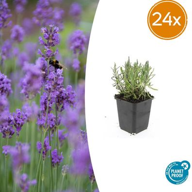 Lavandula ang 'Munstead' | 24 Stück - Ø9cm - 10-25cm - Gartenpflanze