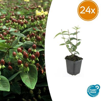 Hypericum inodorum 'Rheingold' | 24 Stück - Ø9cm - 10-25cm - Gartenpflanze
