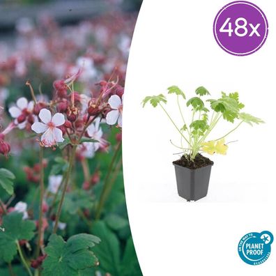 Geranium macr 'Spessart' | 48 Stück - Ø9cm - 10-25cm - Gartenpflanze