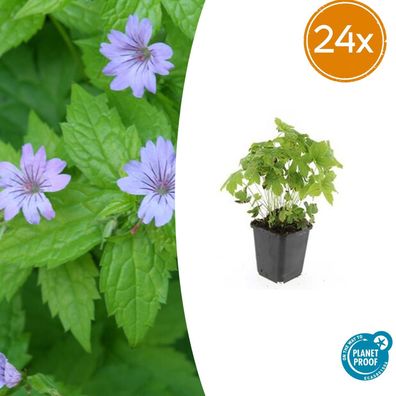 Geranium nodosum | 24 Stück - Ø9cm - 10-25cm - Gartenpflanze