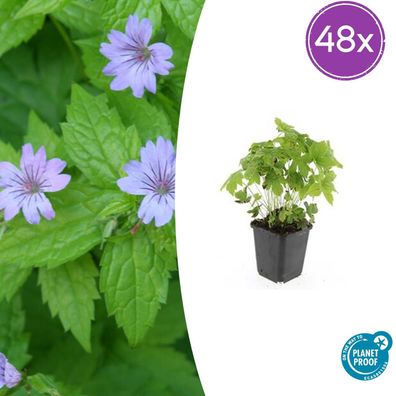 Geranium nodosum | 48 Stück - Ø9cm - 10-25cm - Gartenpflanze