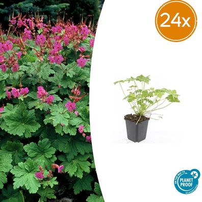 Geranium macr 'Czakor' | 24 Stück - Ø9cm - 10-25cm - Gartenpflanze