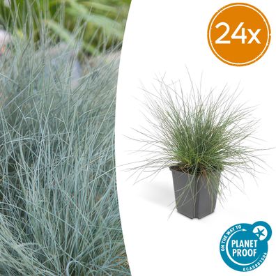 Festuca glauca 'Elijah Bleu' | 24 Stück - Ø9cm - 10-25cm - Gartenpflanze