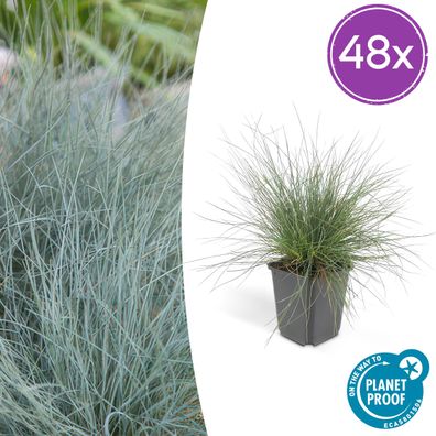 Festuca glauca 'Elijah Bleu' | 48 Stück - Ø9cm - 10-25cm - Gartenpflanze