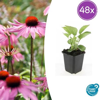 Echinacea p 'Magnus' | 48 Stück - Ø9cm - 10-25cm - Gartenpflanze