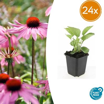 Echinacea p 'Magnus' | 24 Stück - Ø9cm - 10-25cm - Gartenpflanze