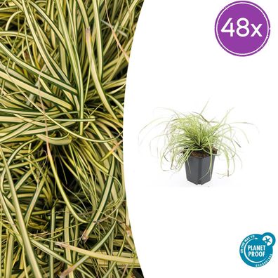 Carex oshim 'Evergold' | 48 Stück - Ø9cm - 10-25cm - Gartenpflanze