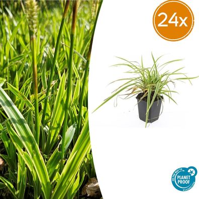 Carex morrowii 'Aureovariegata' | 24 Stück - Ø9cm - 10-25cm - Gartenpflanze