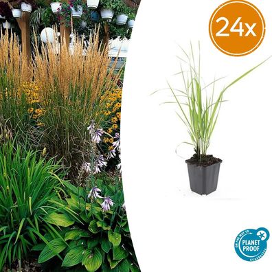 Calamagrostis acut 'Karl Foerster' | 24 Stück - Ø9cm - 10-25cm - Gartenpflanze