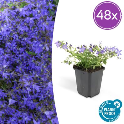 Glockenblume poscharskyana 'Stella' | 48 Stück - Ø9cm - 10-25cm - Gartenpflanze