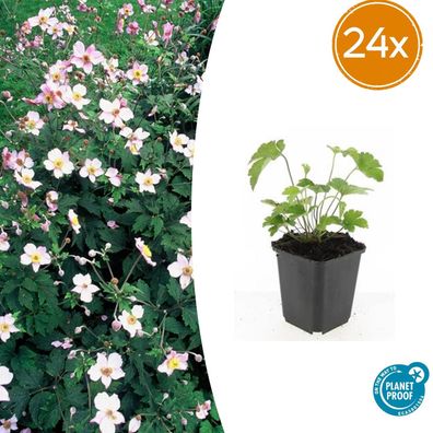 Anemone tom 'Robustissima' | 24 Stück - Ø9cm - 10-25cm - Gartenpflanze