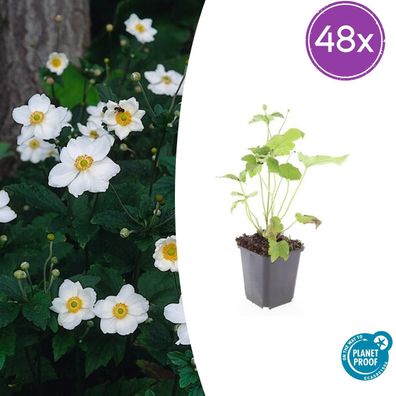 Anemone hyb 'Honorine Jobert' | 48 Stück - Ø9cm - 10-25cm - Gartenpflanze